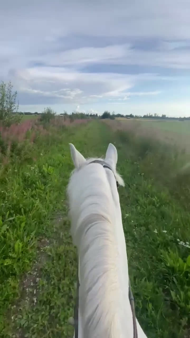 Allround hästar till salu: Bästa allround ponnyn i Öjebyn - Video 2