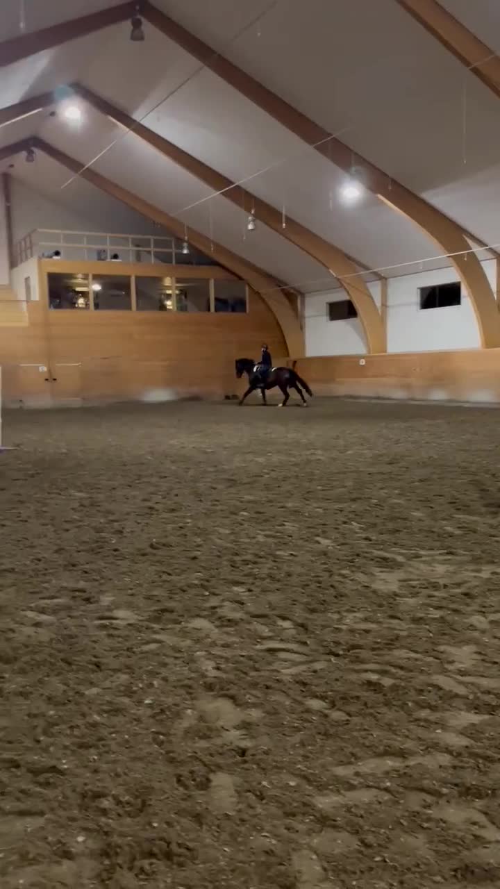 Hoppning hästar till salu: Sto med guldkantad stam söker sin bästa vän 🌟 - Video 1
