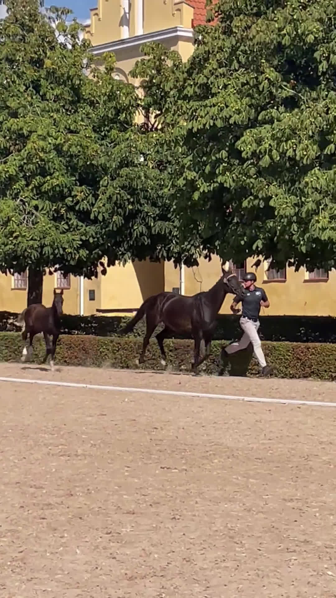 Hoppning hästar till salu: Avvant hingstföl e. Comilfo Plus Z redo för flytt i Landskrona - Video 2