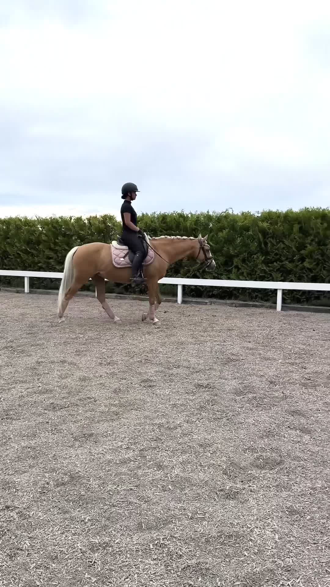 Dressyr hästar till salu: Drömponny med framtiden för sig på dressyrbanorna! - Video 1