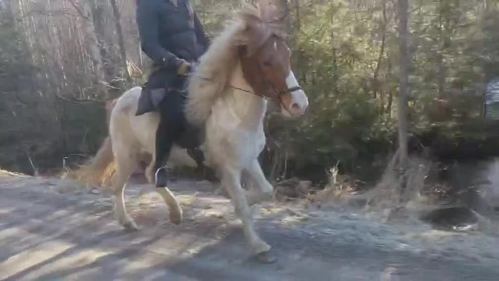 Island hästar till salu: Söker knottfritt hem! - Video 1