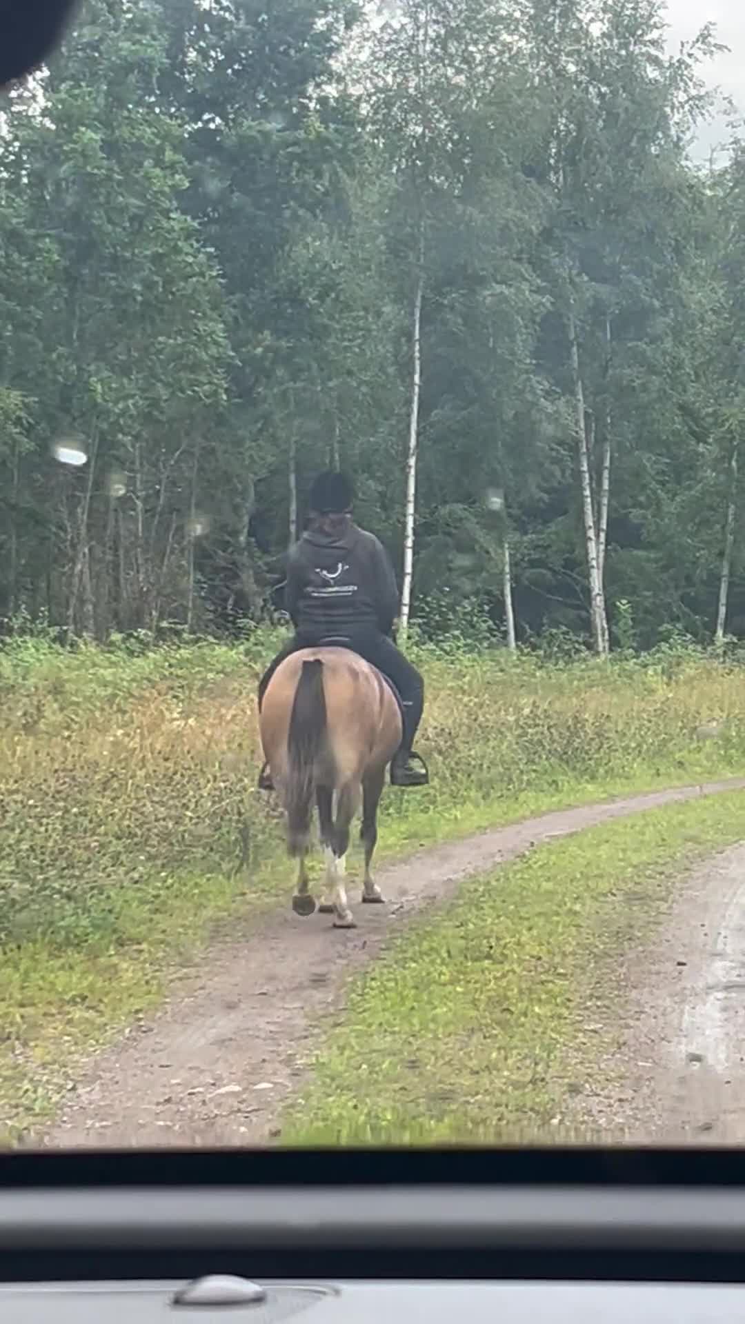 Allround hästar till salu: Mycket trevlig och vackert Welch mountain sto - Video 1