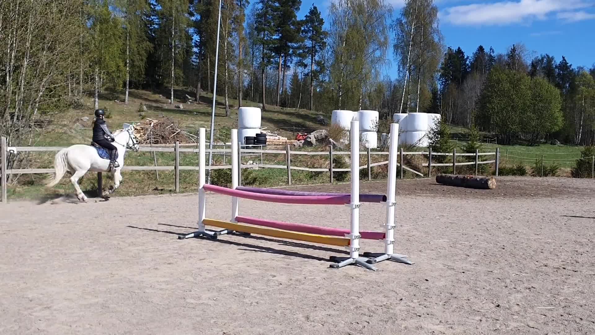 Allround hästar till salu: Ponny för framtiden - Video 4