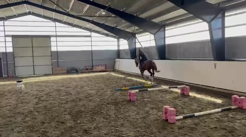Hoppning hästar till salu: Trevlig valack till både hoppning och dessyr🧡 - Video 1