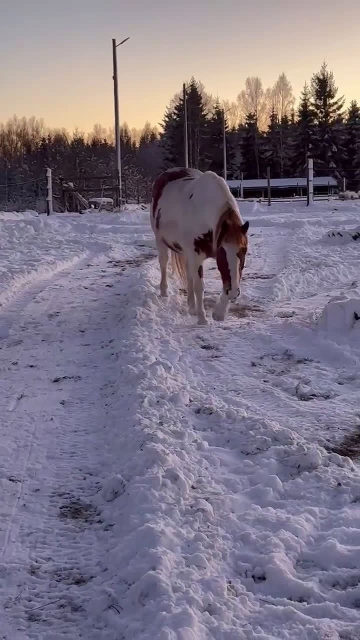 Allround hästar till salu: Positiv valack - Video 1