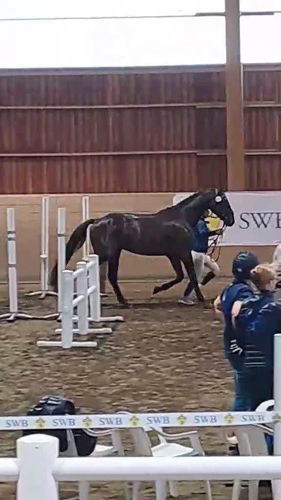 Dressyr hästar till salu: Dressyrtalang 5 årig valack e Americano GJ  i Skärhamn - Video 4