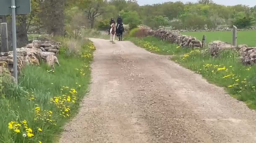 Island hästar till salu: Charmig 4-årig valack  - Video 2