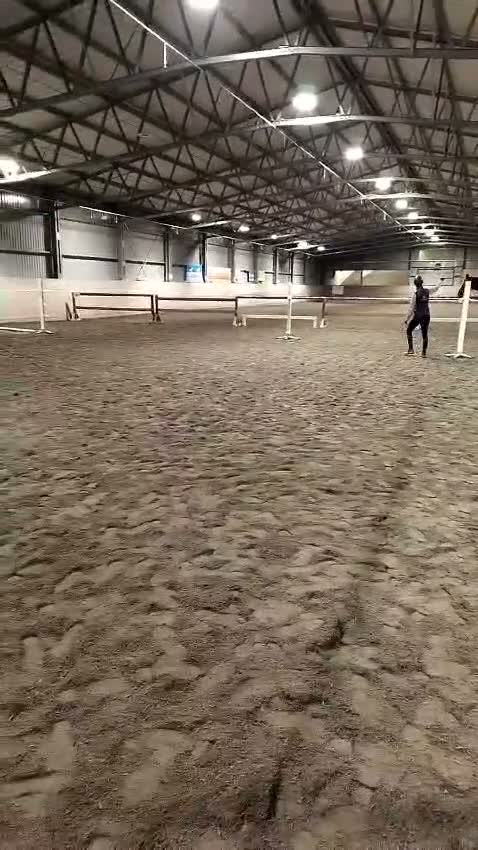 Hoppning hästar till salu: Snällt hoppsto - Video 2