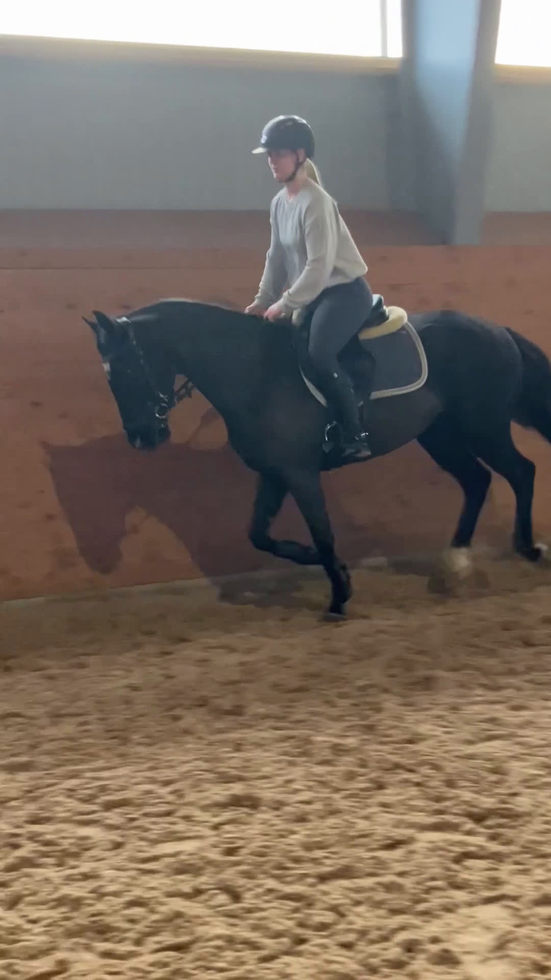 Allround hästar till salu: Lättlärd ponny med kapacitet i Halmstad - Video 1