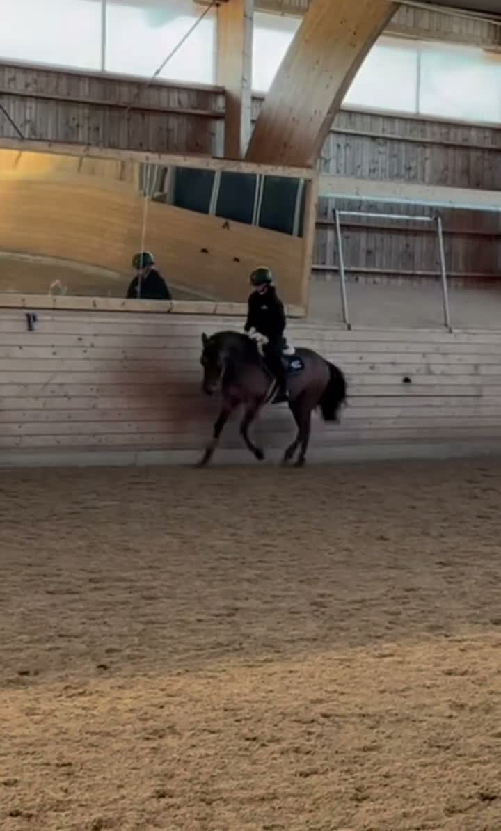 Hoppning hästar till salu: Fantastisk D ponny  i Stockholm - Video 3