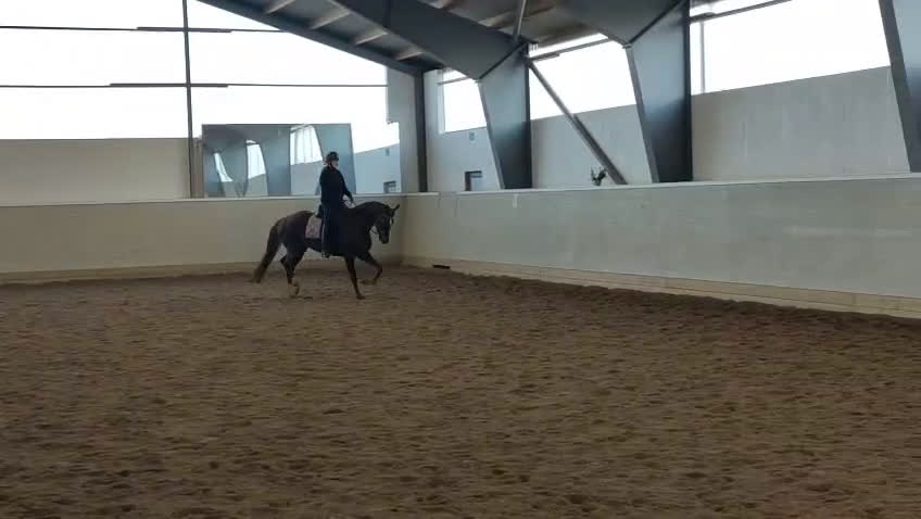 Dressyr hästar till salu: Vacker unghäst i Storvik - Video 2