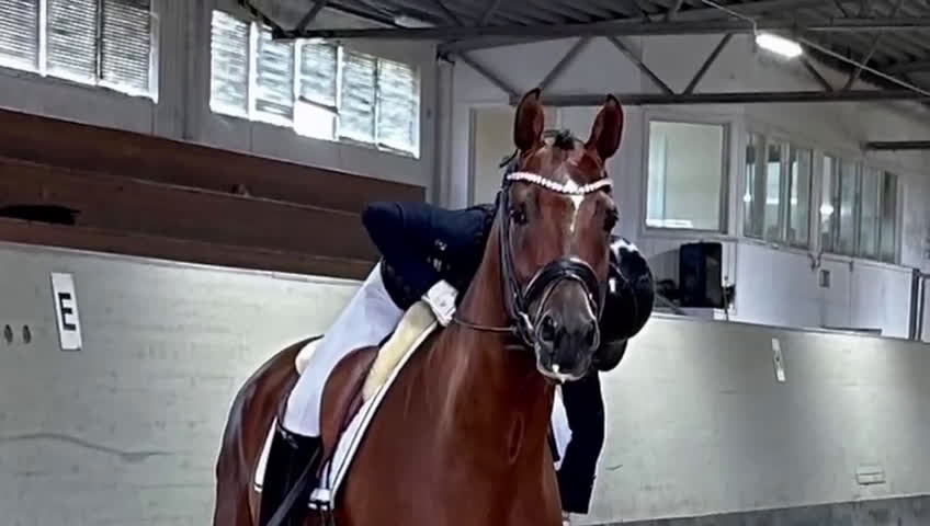 Dressyr hästar till salu: Rolig och kvalitativ tävlingskompis  i Ekolsund - Video 1