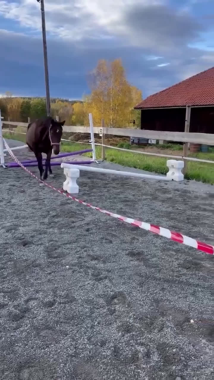 Allround hästar till salu: Litet varmblodsto. - Video 3