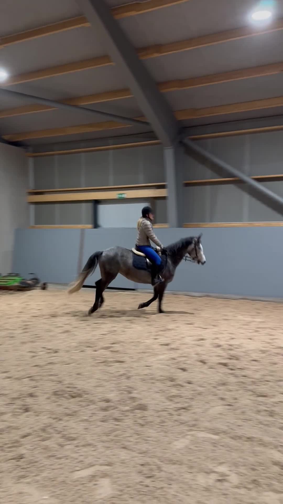 Allround hästar till salu: Snäll och arbetsvillig D-ponny - Video 1