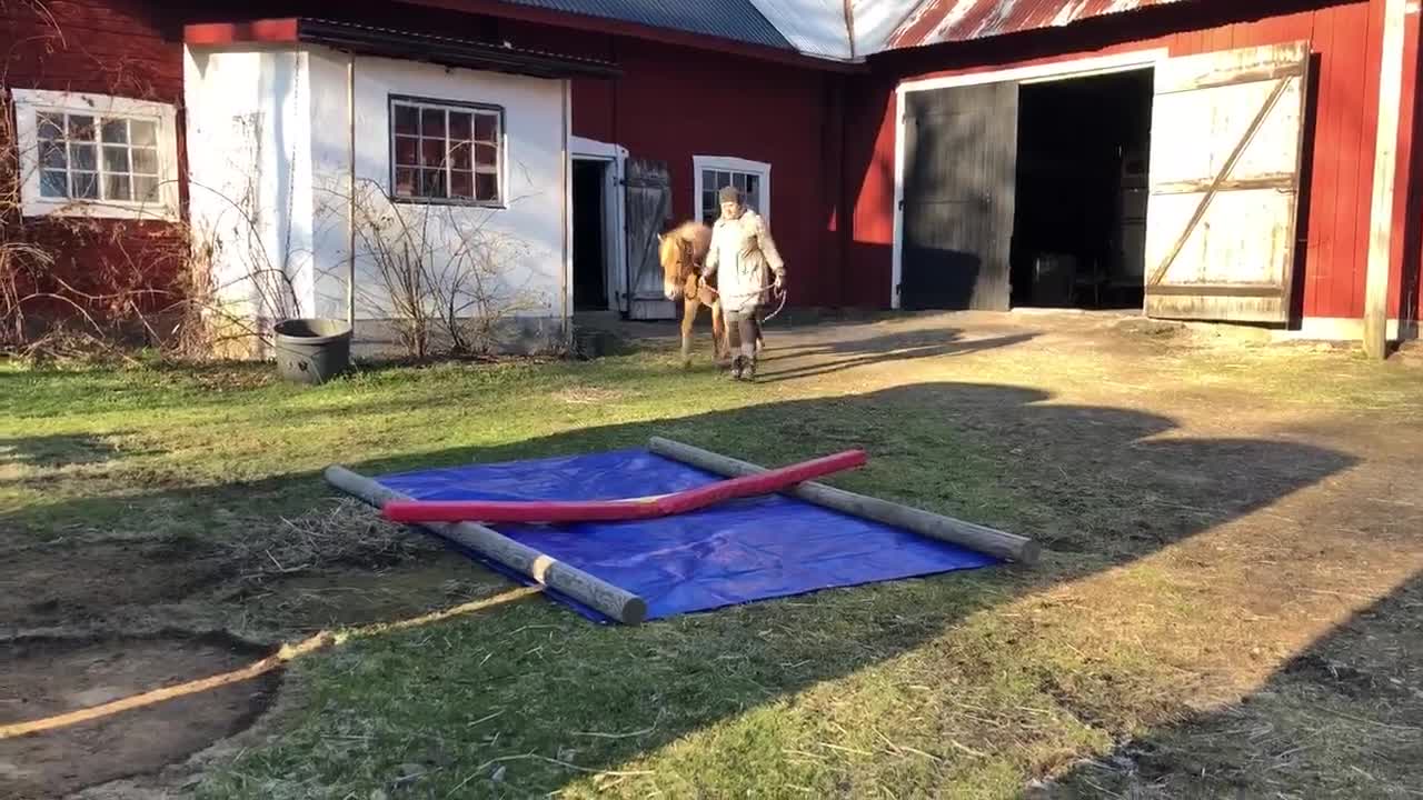 Allround hästar till salu: Charmig och trevlig ungponny - Video 1