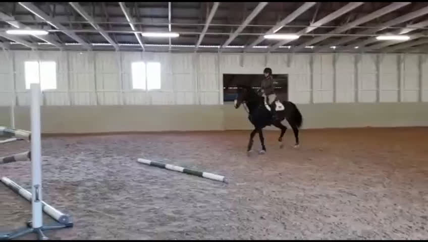 Hoppning hästar till salu: Karismatiskt diplomsto i Huskvarna - Video 1