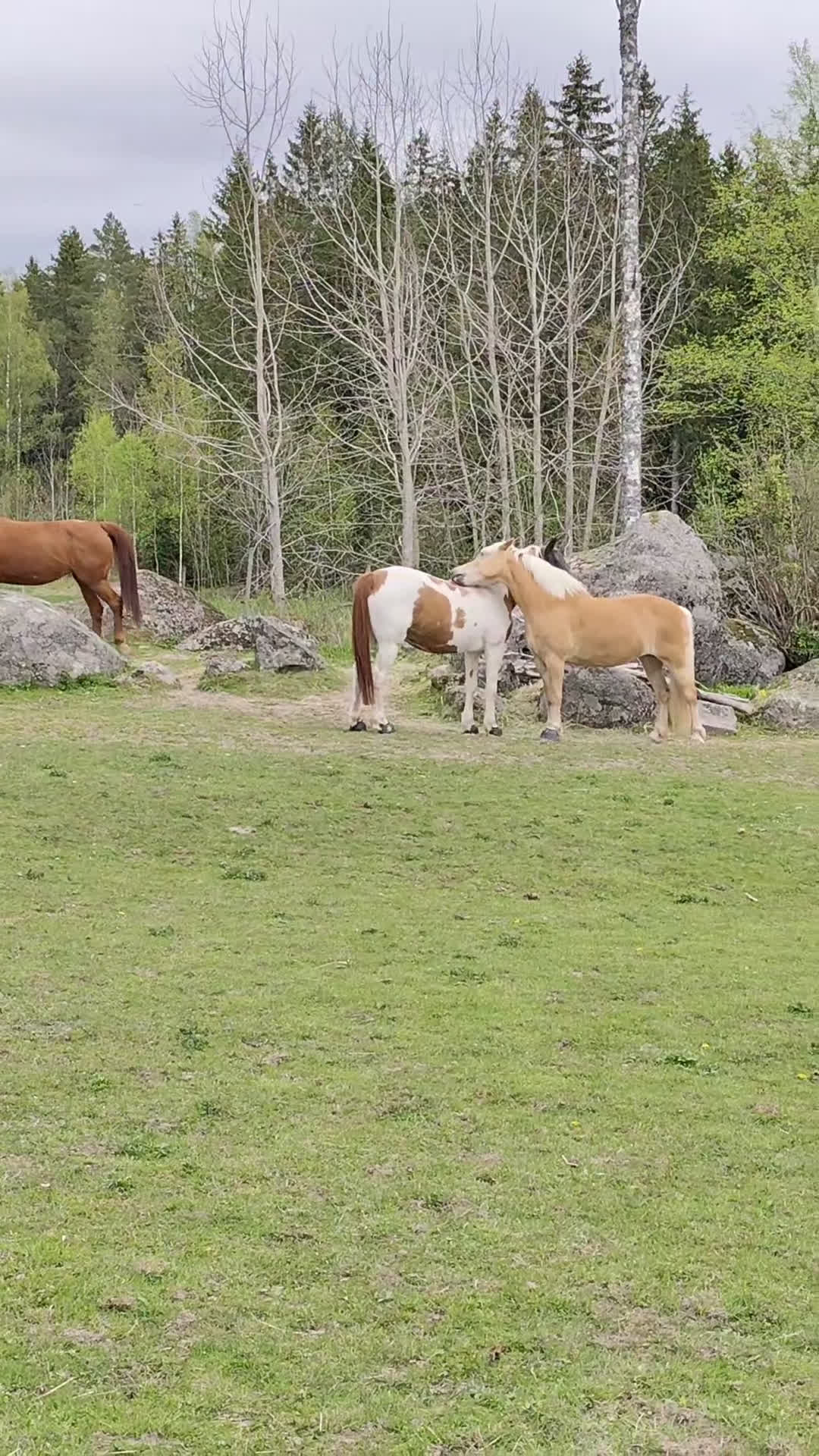 Allround hästar till salu: Franatica 10-årigt sto allround  - Video 1