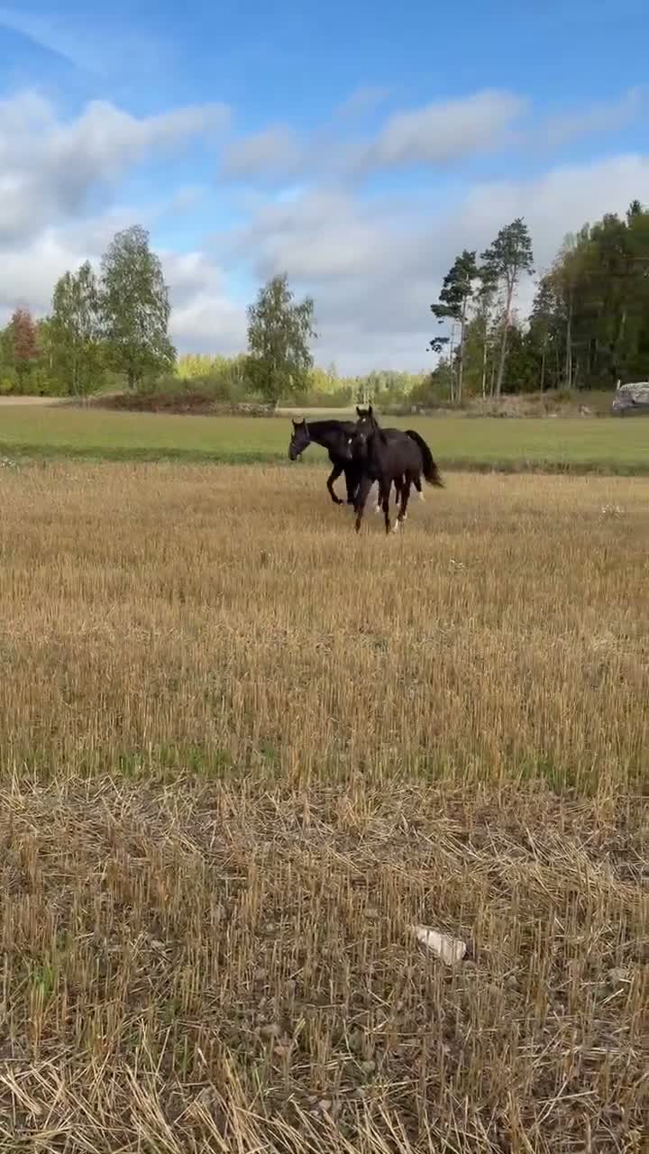 Fälttävlan hästar till salu: Två hingstföl 🐎 - Video 1