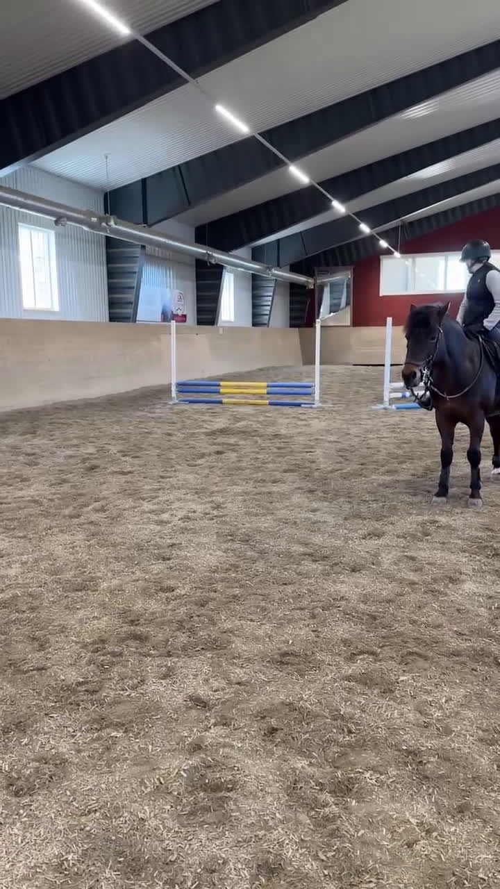 Allround hästar till salu: Liten stjärna som fångar blickar till hoppning! i Åre - Video 2