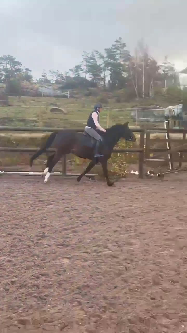 Allround hästar till salu: Trevligt och formbart 3-årigt sto i Uddevalla - Video 4