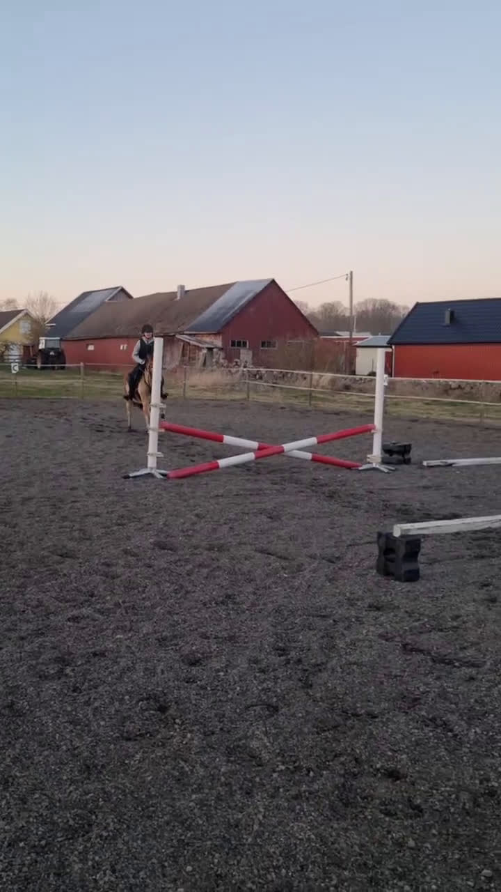 Allround hästar till salu: Diplomsto– russ-sto 130 cm, allround & hjärtevän i Sturkö - Video 1