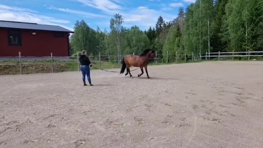 Allround hästar till salu: Lovande allround häst - Video 5
