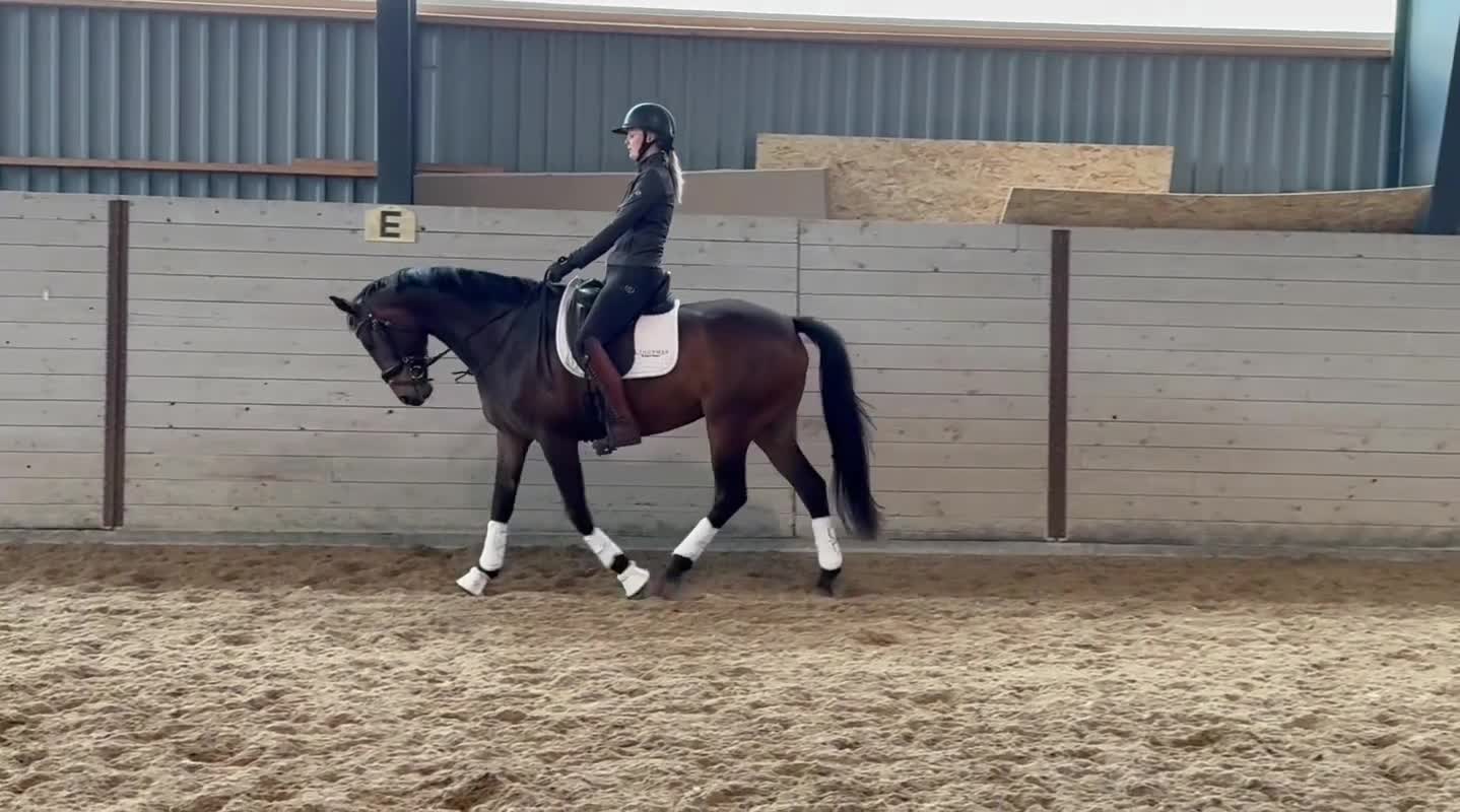 Dressyr hästar till salu: 4-årigt SWB sto för dressyr - Video 3