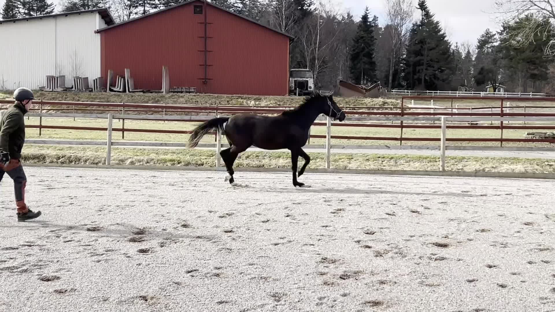 Dressyr hästar till salu: Snyggt sto framtidslöfte - Video 1