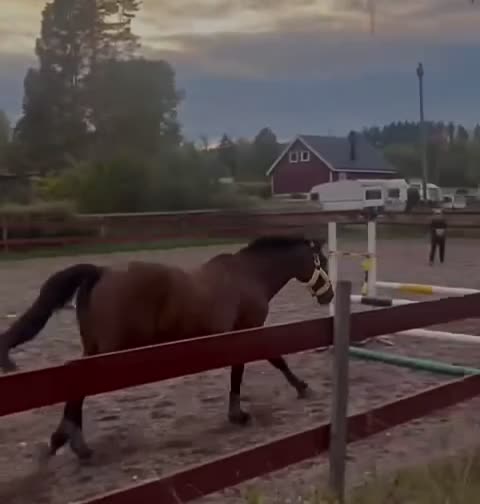 Hoppning hästar till salu: Charmig allroundhäst med mycket att erbjuda! - Video 1