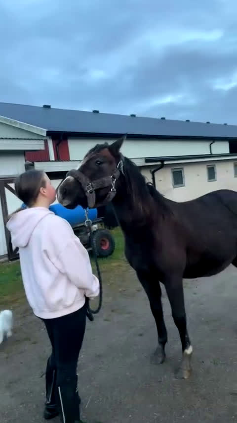 Hoppning hästar till salu: Toppstammade ungponnyston!! -23, -24 i Hedekas - Video 1