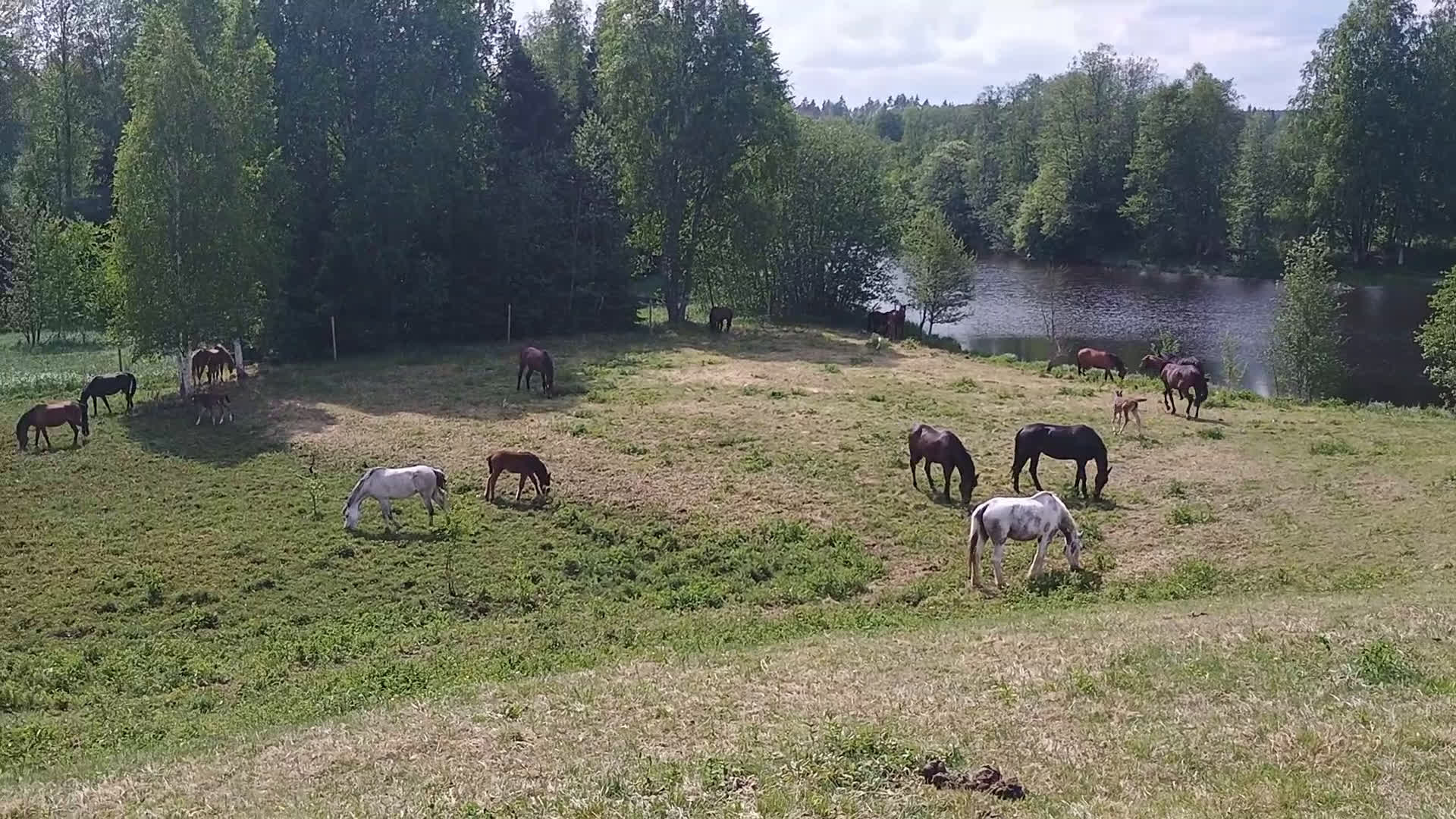  hästgårdar till salu: Gård med vackert utsikt över hagen  i Åmotfors - Video 1