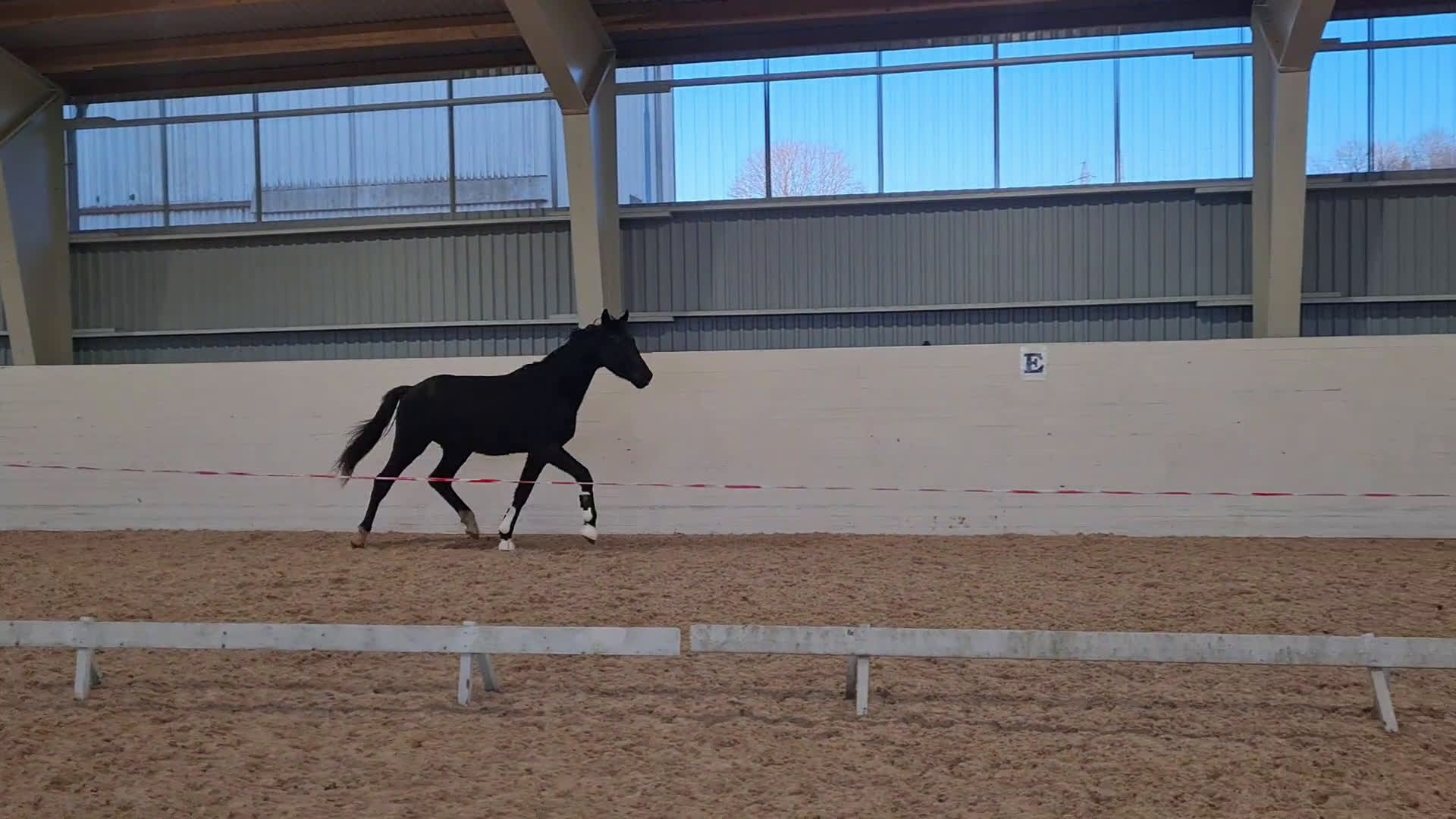 Dressyr hästar till salu: Blivande stjärna - Video 3