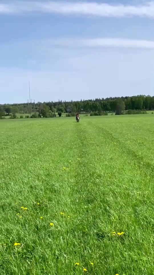 Allround hästar till salu: En bästavän i Valbo - Video 4