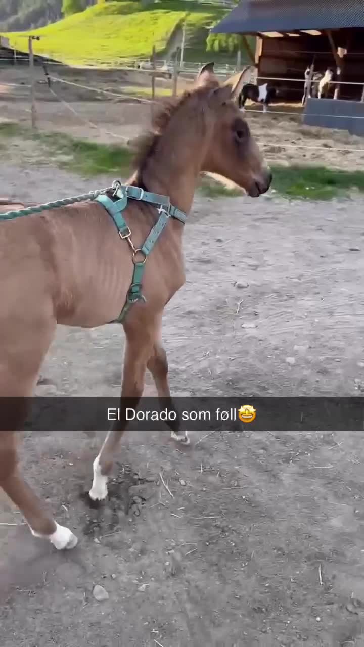 Allround hästar till salu: Nydelig PRE 3 års hingst selges i Hof - Video 1
