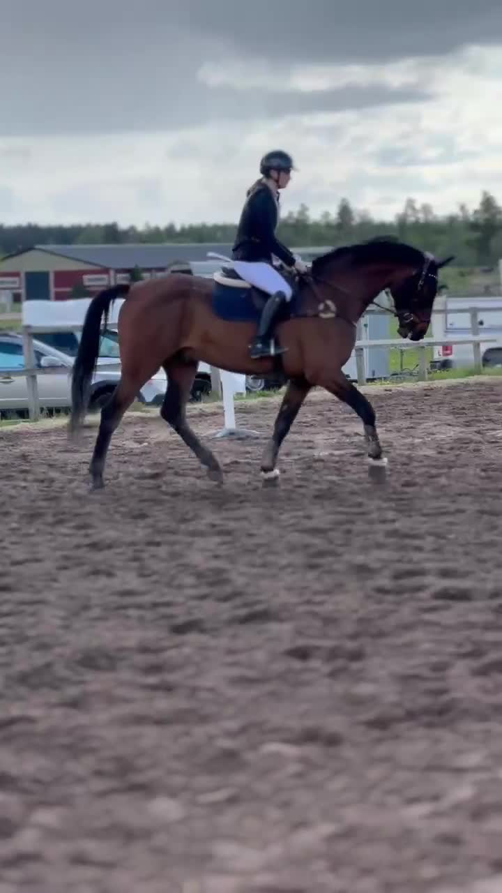 Allround hästar till salu: Glad och positiv valack!  - Video 1