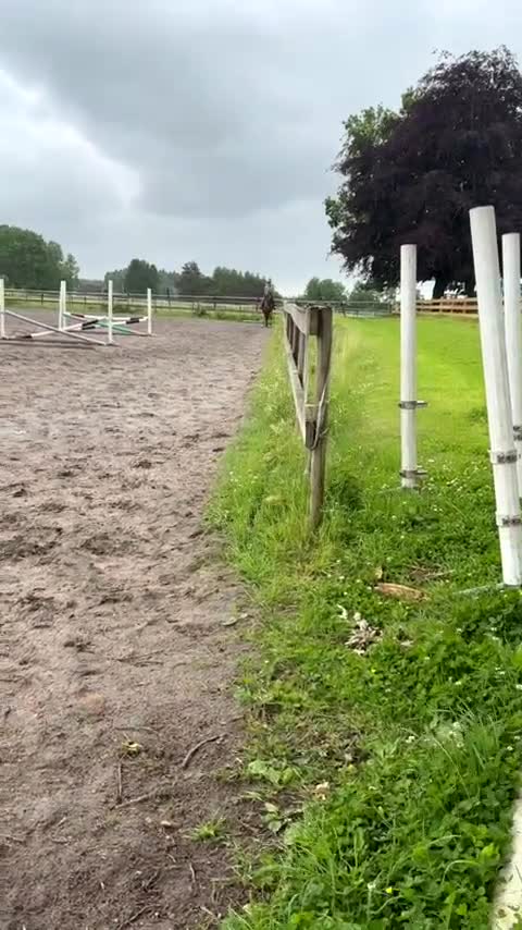 Allround hästar sökes: 🌟Häst sökes🌟 - Video 1