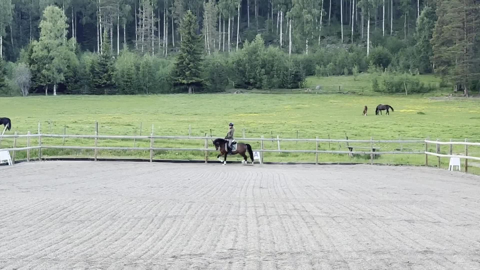 Allround hästar till salu: Perfekta allroundponnyn! - Video 5