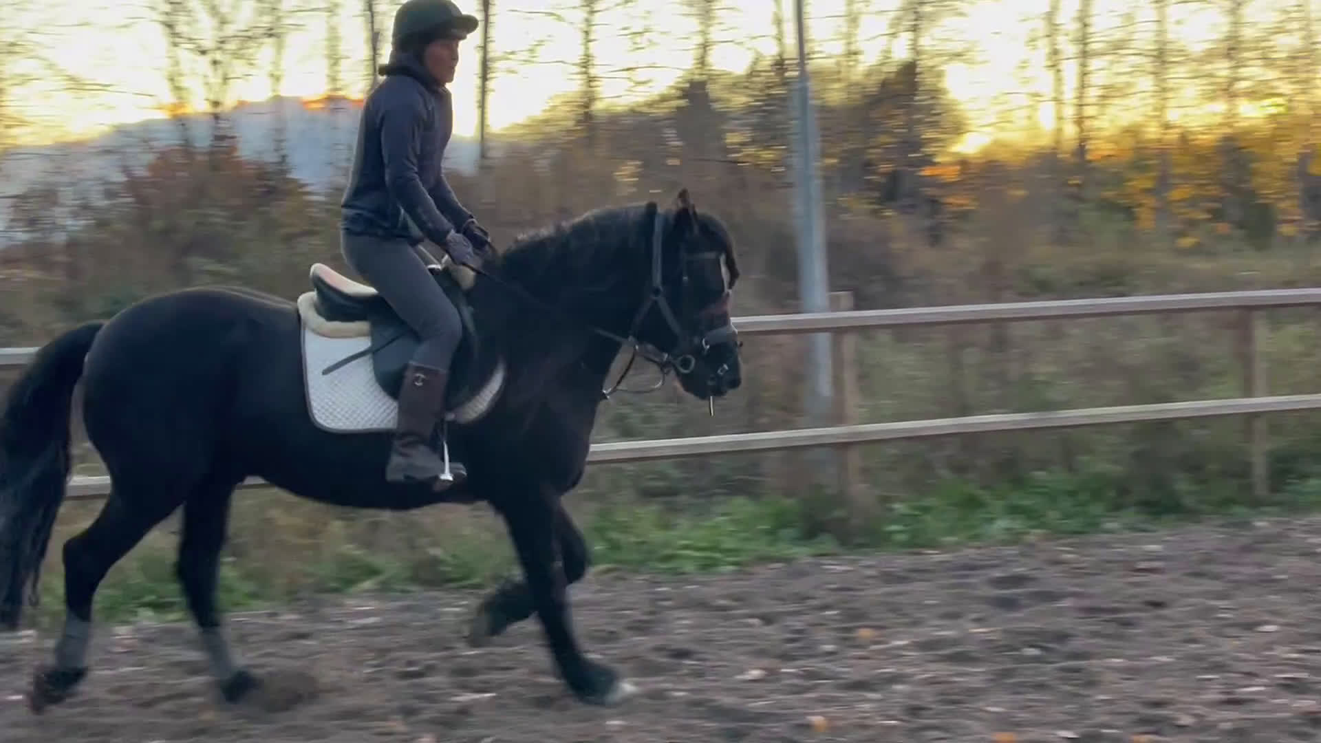  medryttarhäst finnes: Medryttare sökes lånas ev ut på foder/leasing i Västerås - Video 1