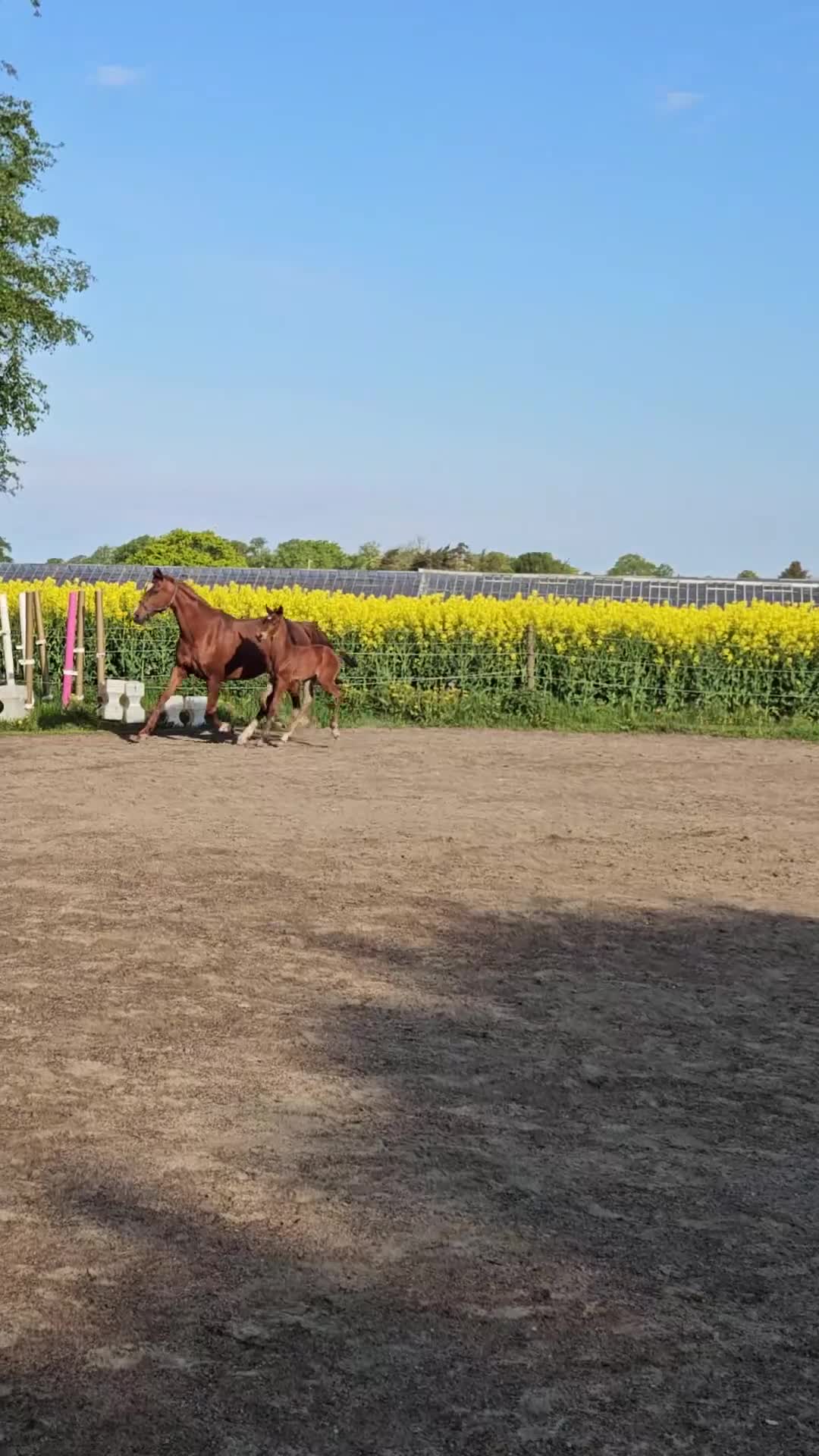 Allround hästar till salu: Snygg och social fölunge - Video 1