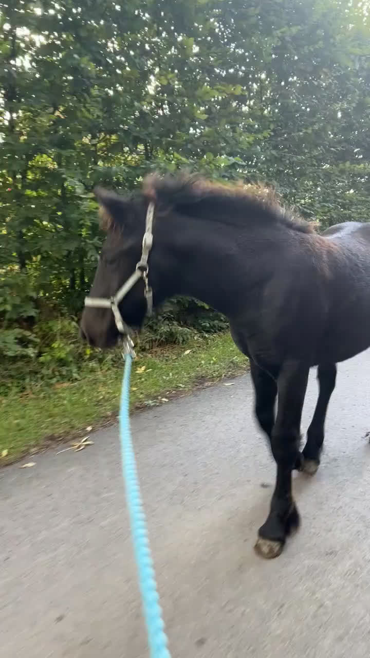 Allround hästar till salu: Allsidig hingstunge i Höör - Video 1