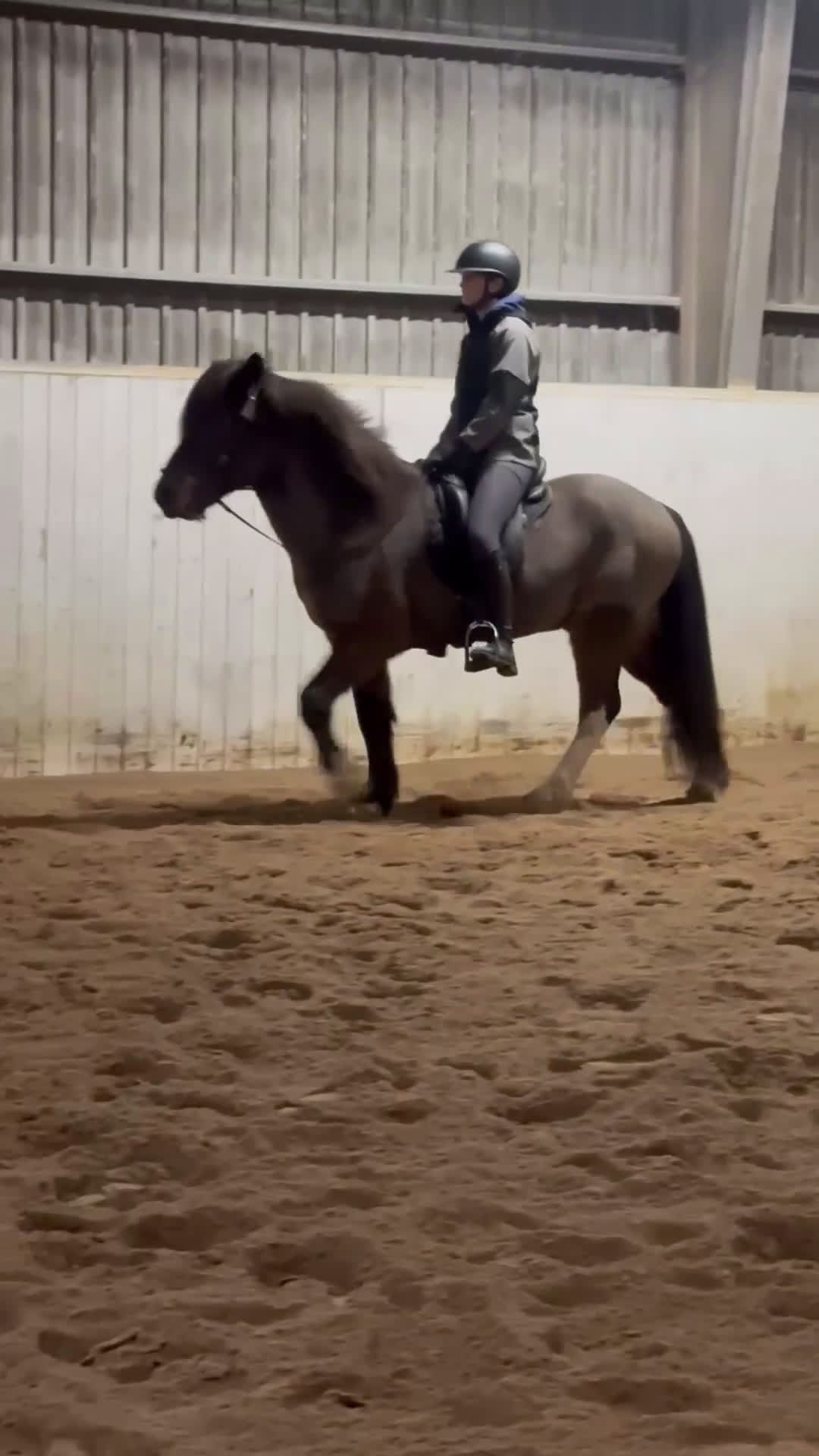 Island hästar till salu: Talang i Kalmar - Video 2