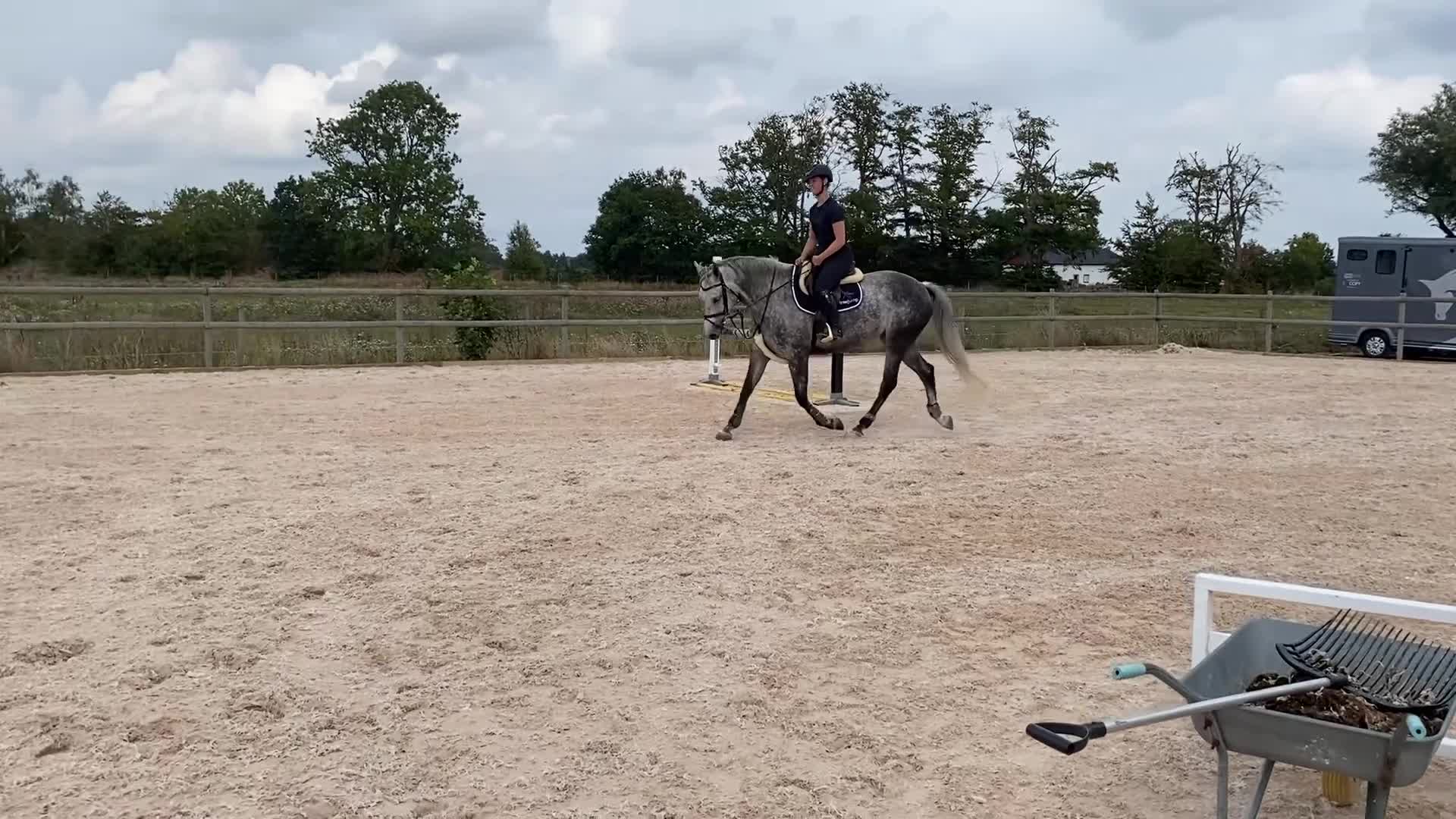 Hoppning hästar till salu: Superfint SWB sto med kapacitet - Video 2