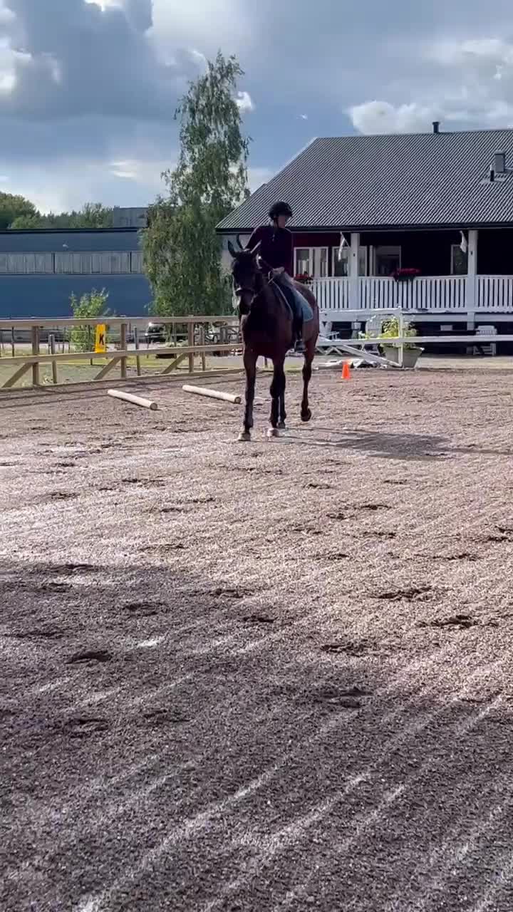 Allround hästar till salu: Snäll omskolad travare - Video 2