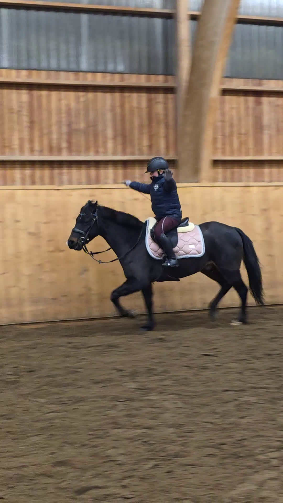 Allround hästar till salu: Toppen ponny  - Video 1