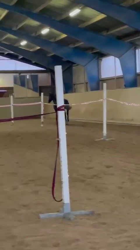 Allround hästar till salu: Vackert sto söker erfaren hästmänniska med NH tänk i Åkers Styckebruk - Video 4