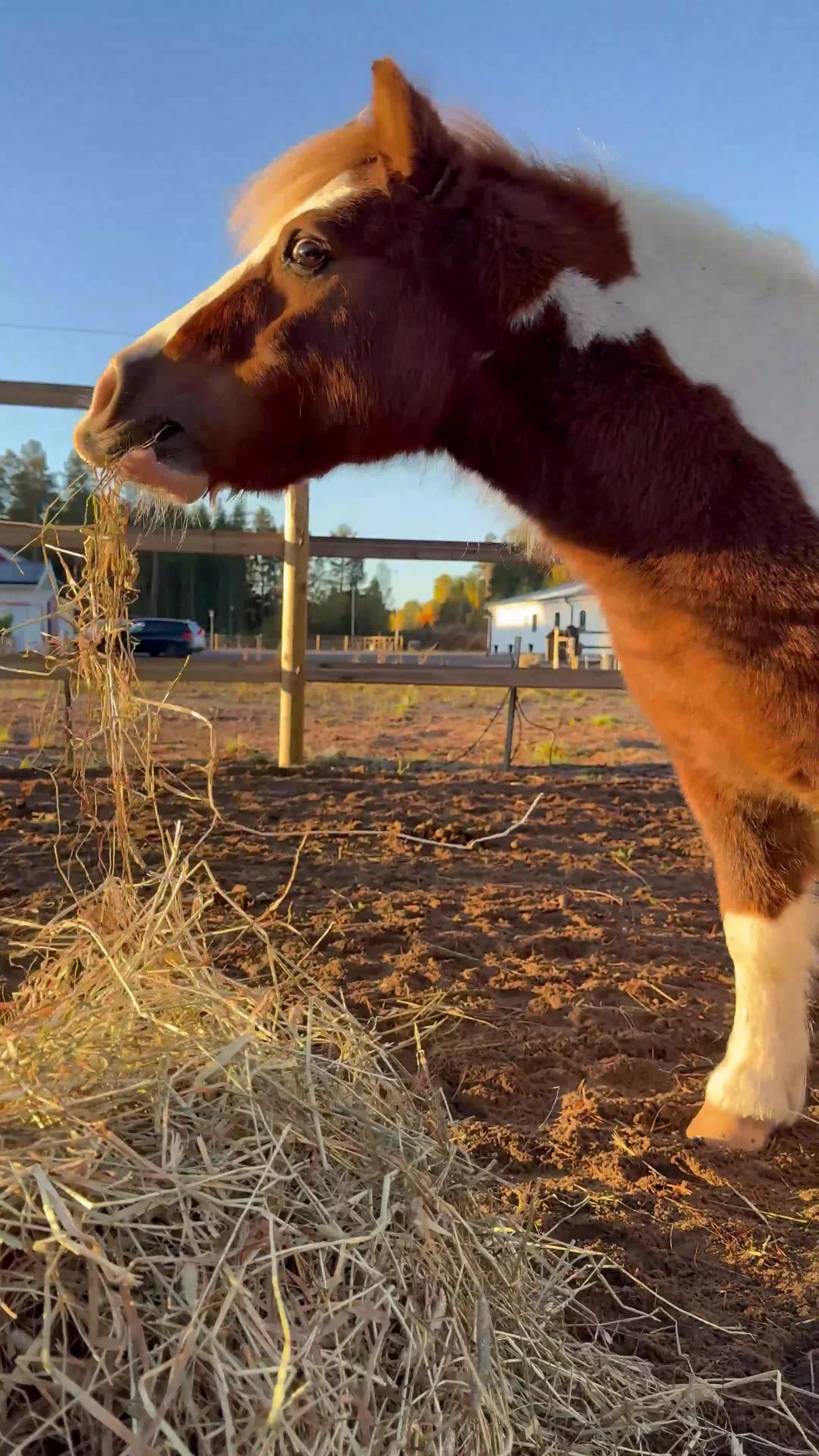 Allround hästar till salu: Charmig Shetlandsponny söker sin nya familj🦄 - Video 4