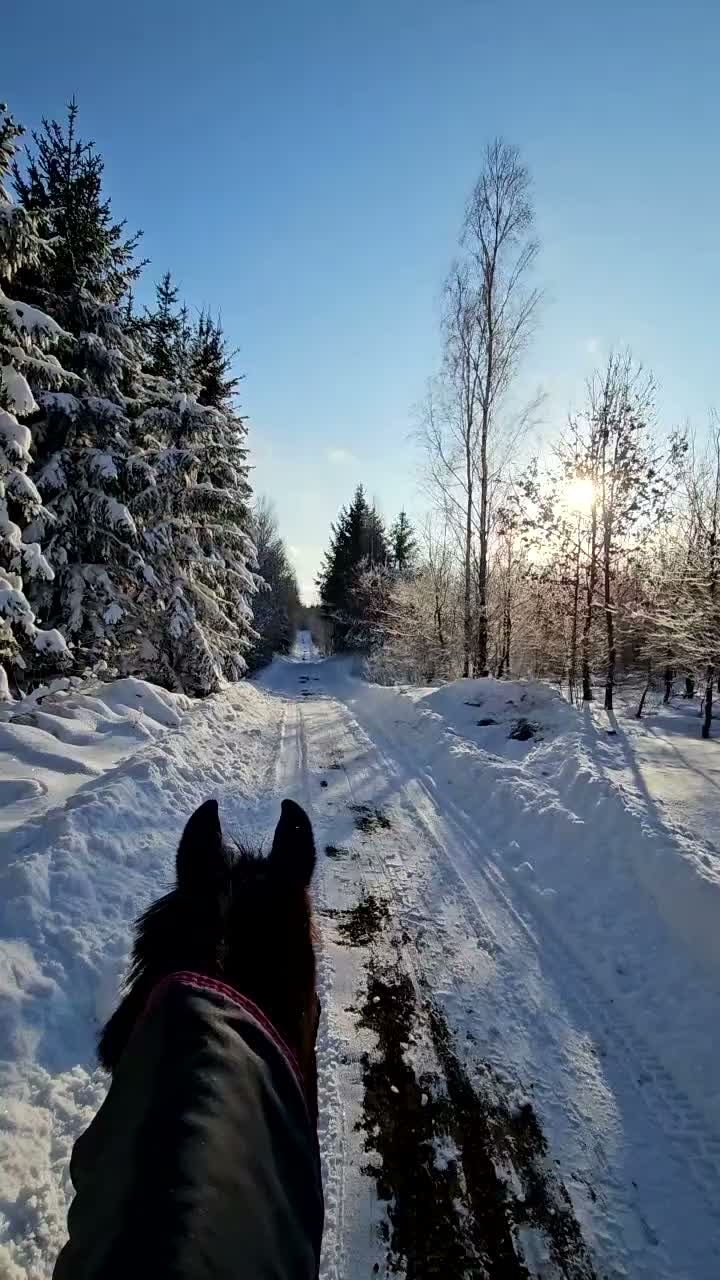 Dressyr hästar till salu: Charmigt dressyrsto  - Video 4