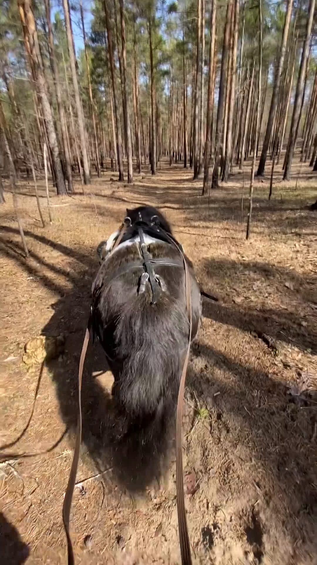 Övrigt hästar till salu: !!intresse koll!! i Mora - Video 1
