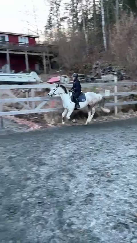 Hoppning hästar till salu: RESERVERAD Maxad D-ponny - Video 2