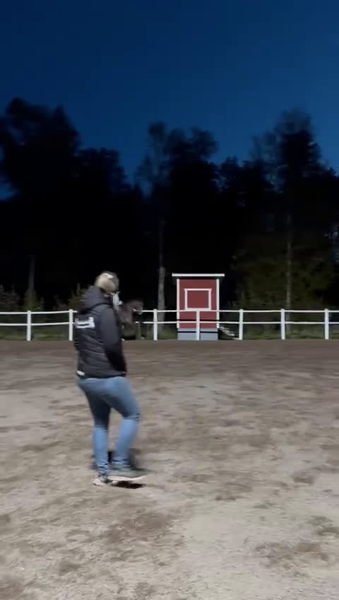 Hoppning hästar till salu: Fynd 🌟 - Video 3